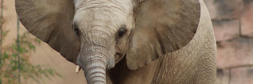 Ein Elefant isst Blätter