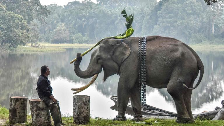 Ein Elefant spielt in der Mitte mit einem Baumwipfel während ihm ein Mann links daneben zuguckt