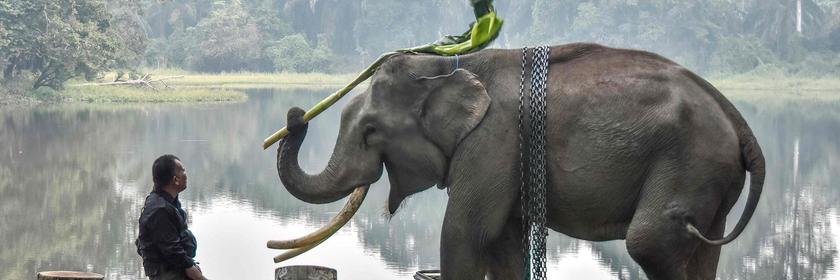 Ein Elefant spielt in der Mitte mit einem Baumwipfel während ihm ein Mann links daneben zuguckt
