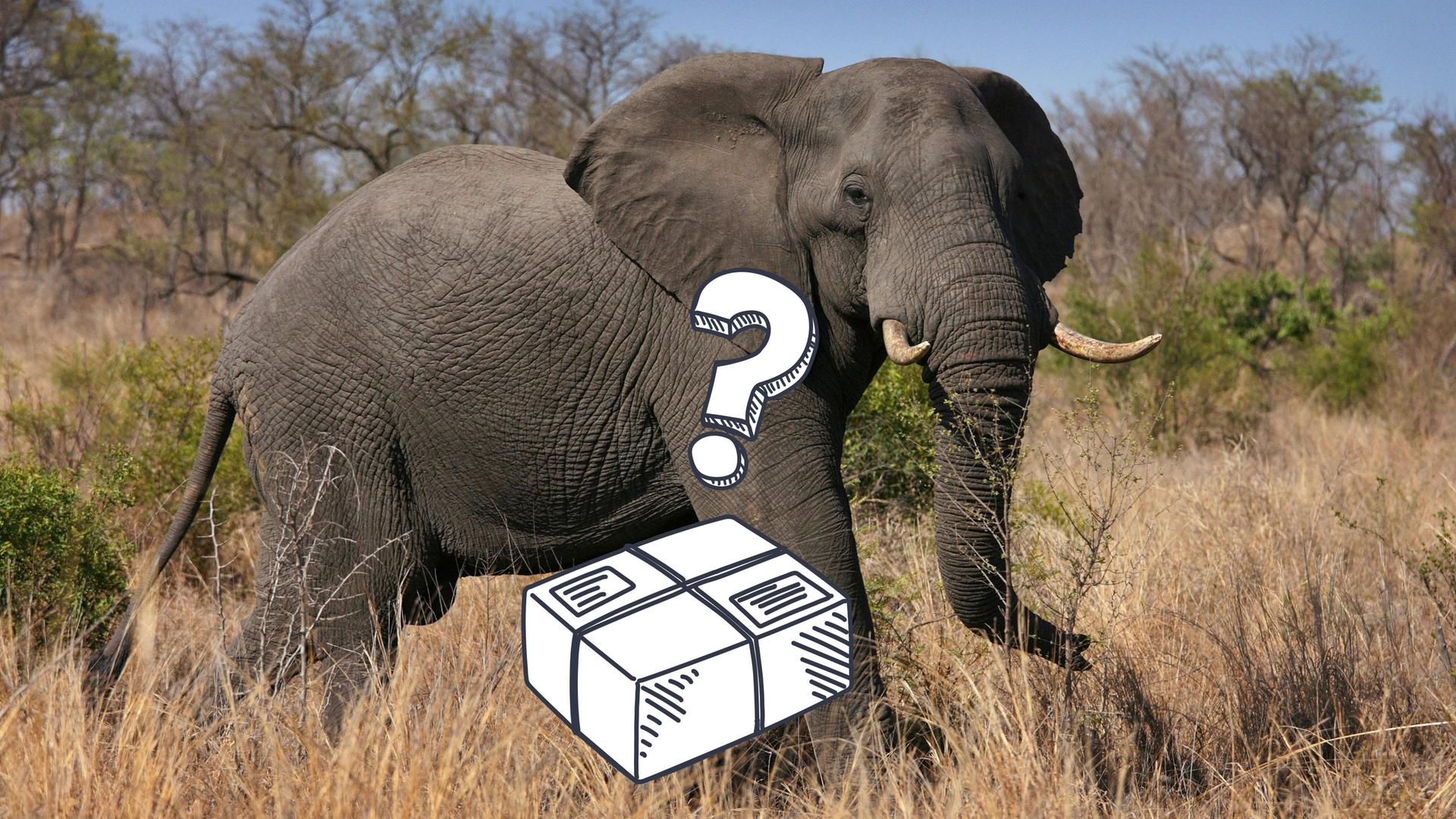 Ein afrikanischer Elefant, ein Paket und ein Fragezeichen