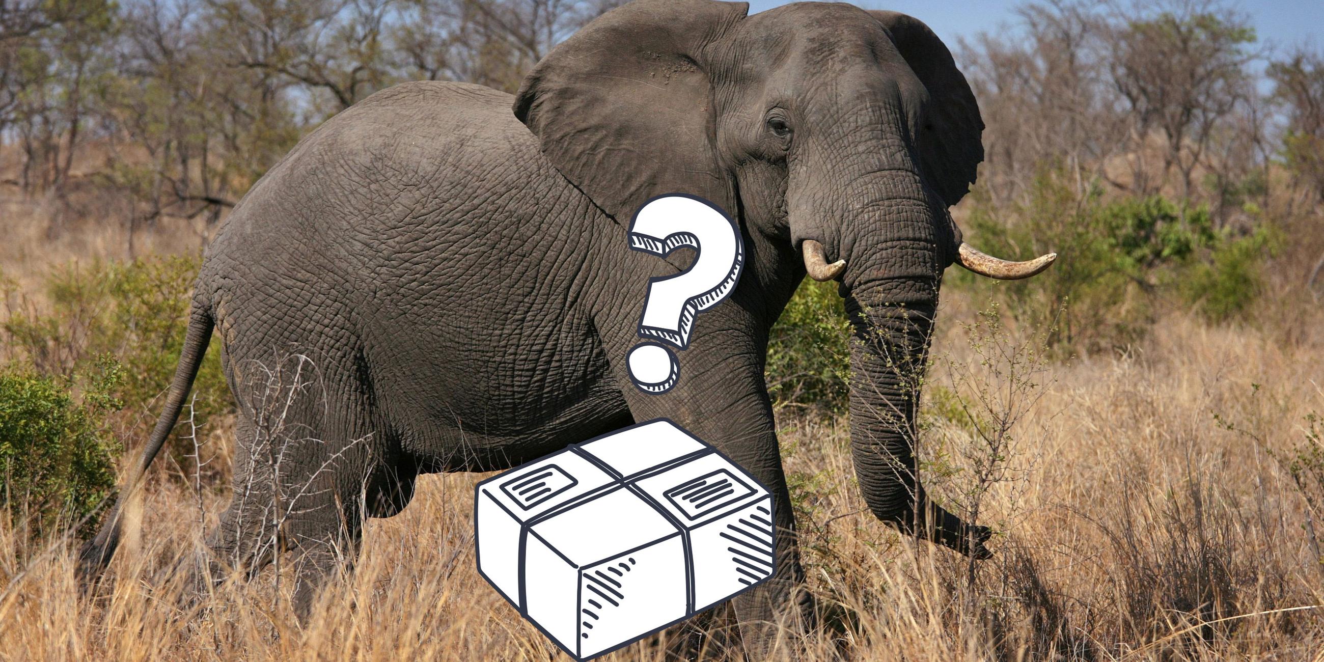 Ein afrikanischer Elefant, ein Paket und ein Fragezeichen