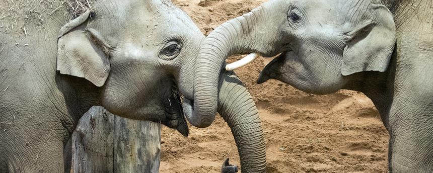 Hilfe für Rüsseltiere: Der weltweit erste mRNA-Impfstoff gegen EEHV wird an den Jung-Elefanten Sanjay und Kabir im Zoo von Cin