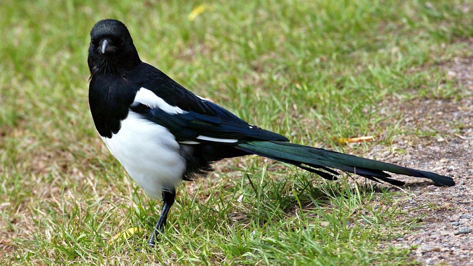 Elster sitzt auf der Wiese