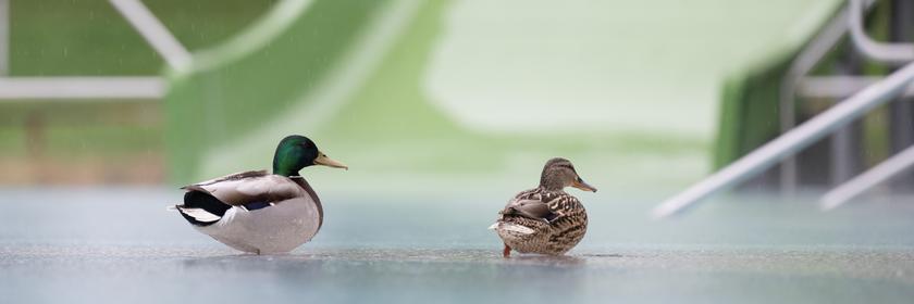 Zwei Enten im Freibad in Dresden