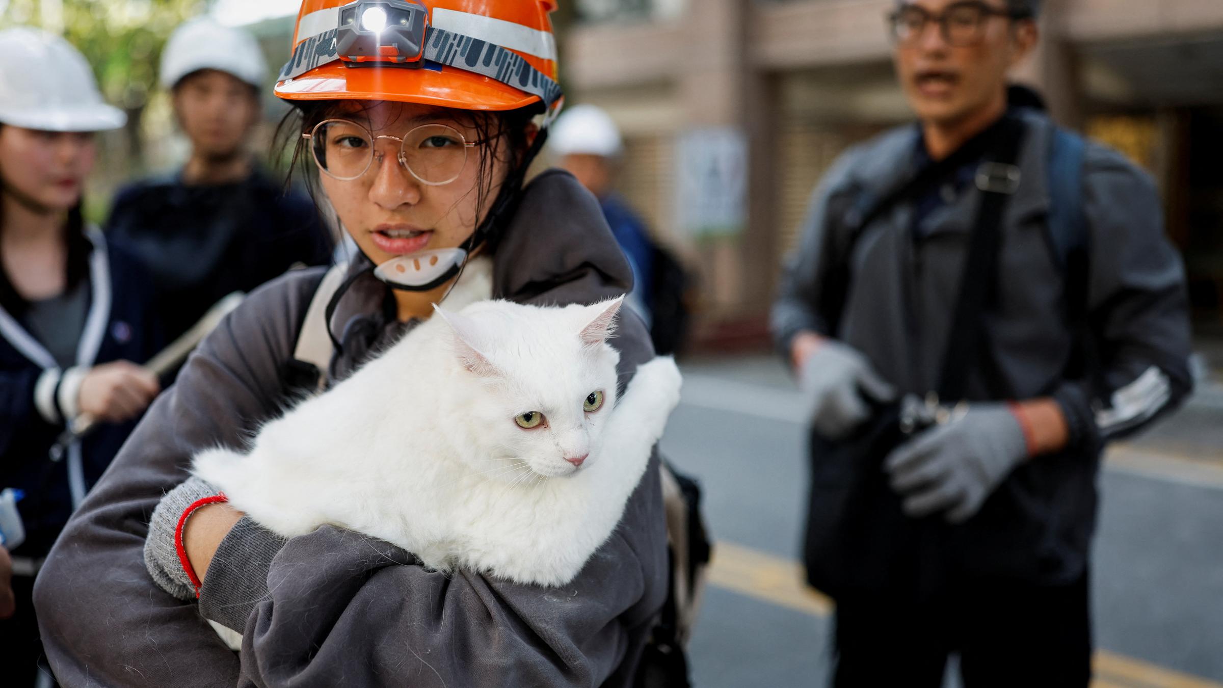 Junge Frau mit schöner, weißer Katze im Arm, um sie zu retten.