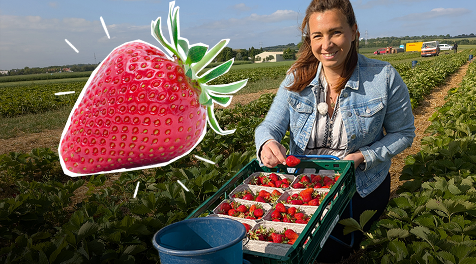 Magdalena auf einem Erdbeerfeld, vor ihr eine Kiste voll mit Erdbeeren. Daneben eine große Erdbeere mit weißer Umrandung und Strahlen.