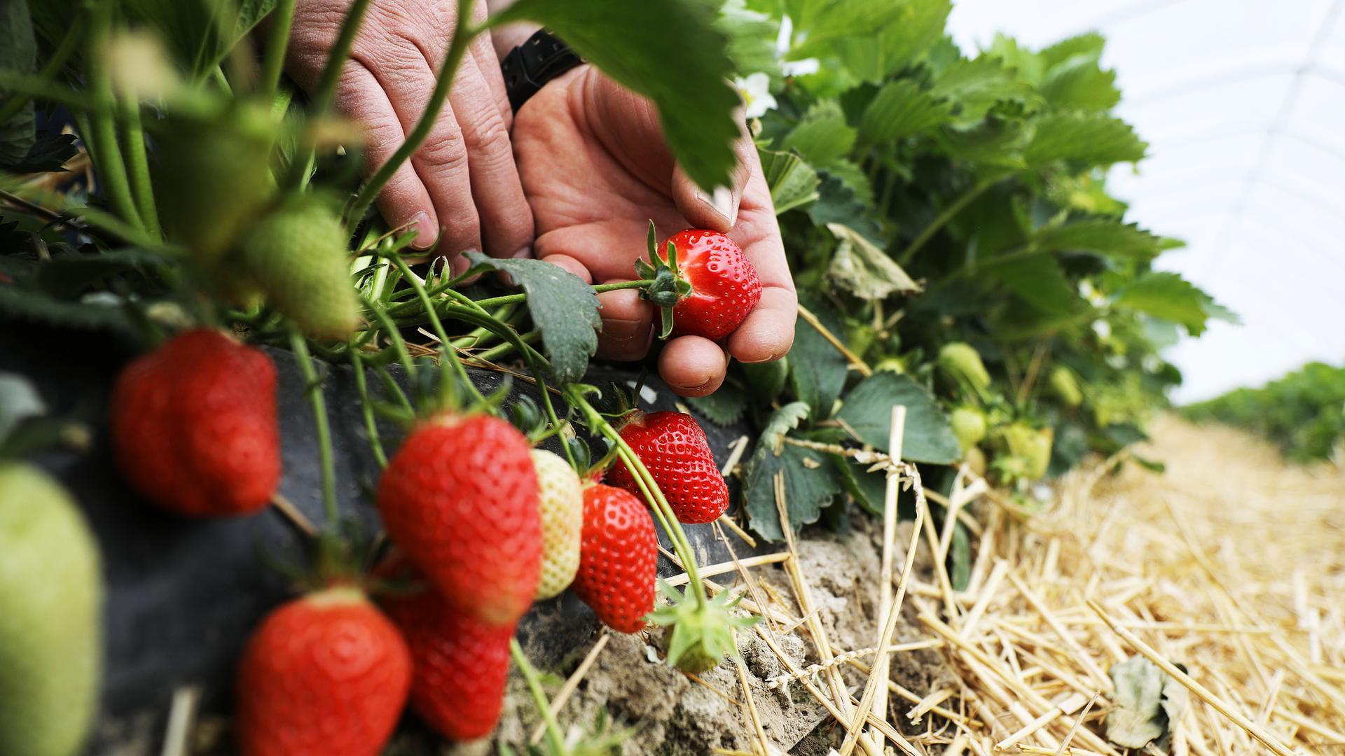 Hand erntet Erdbeeren