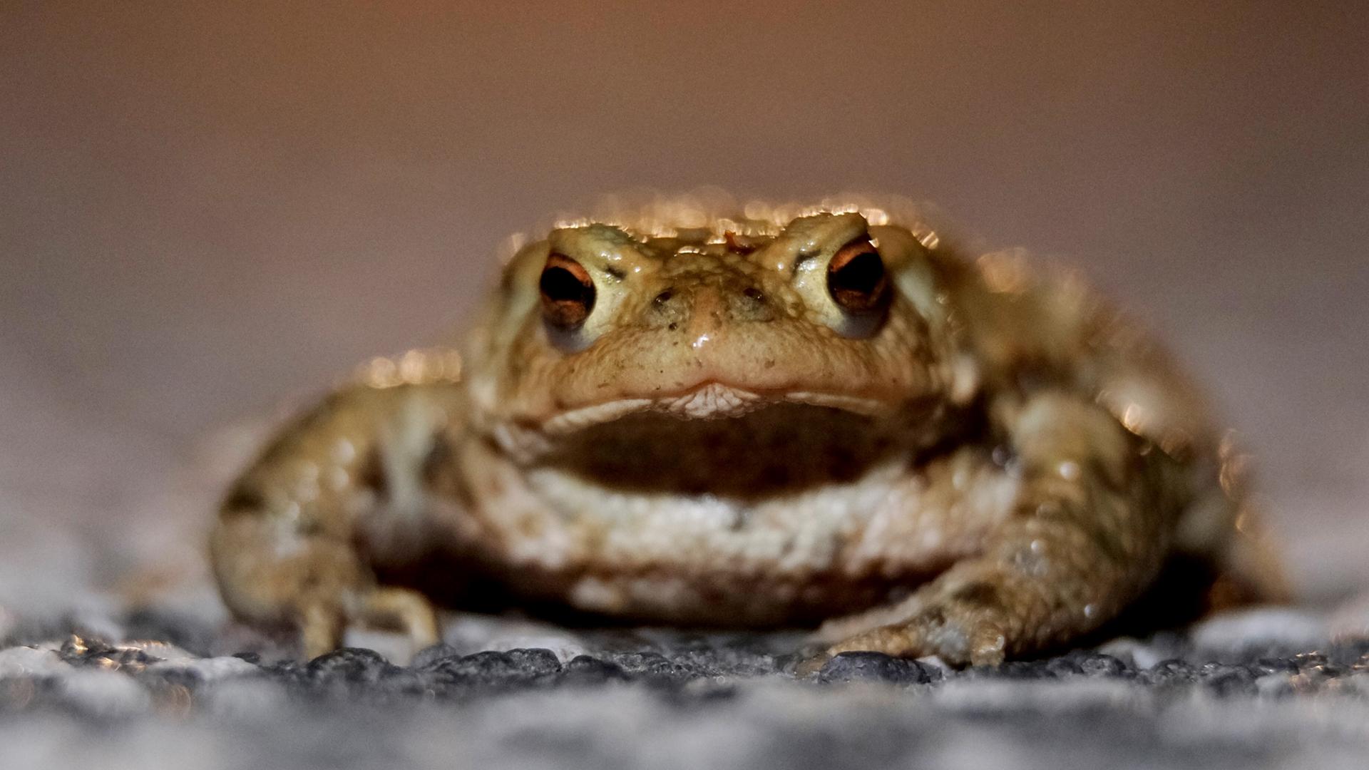Erdkröte sitzt auf einer Straße