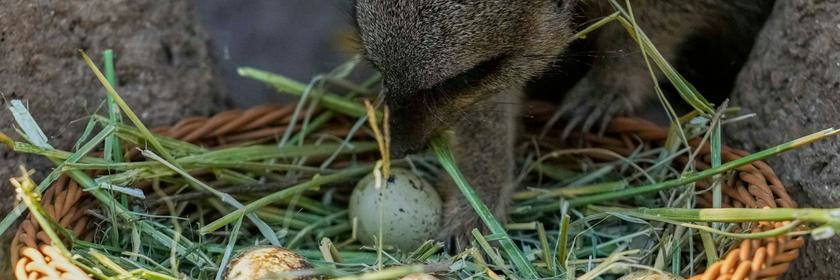 Erdmännchen bekommt Eier zu Ostern in Zoo in Chile