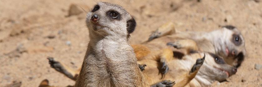 Erdmännchen sonnen sich im Krefelder Zoo