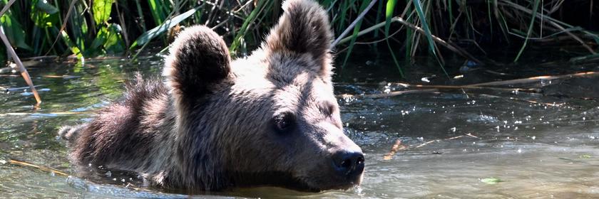 Ein Bär schwimmt im Wasser. 