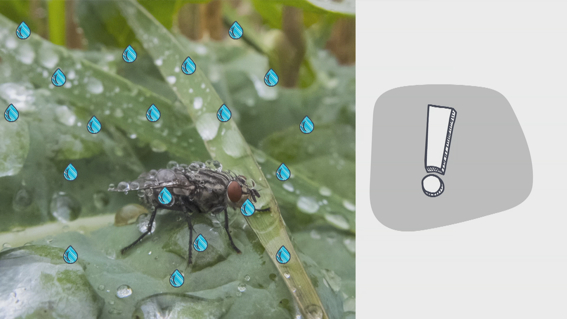 Erklärgrafik Insekten Regen