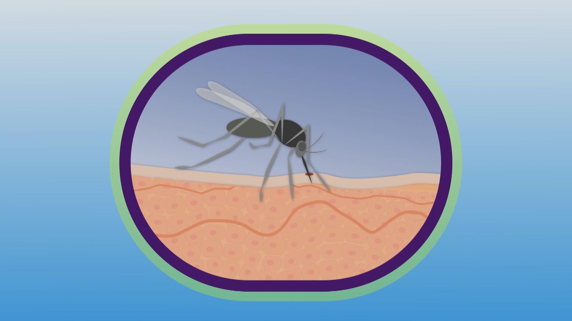 Erklärgrafik Mückenstich