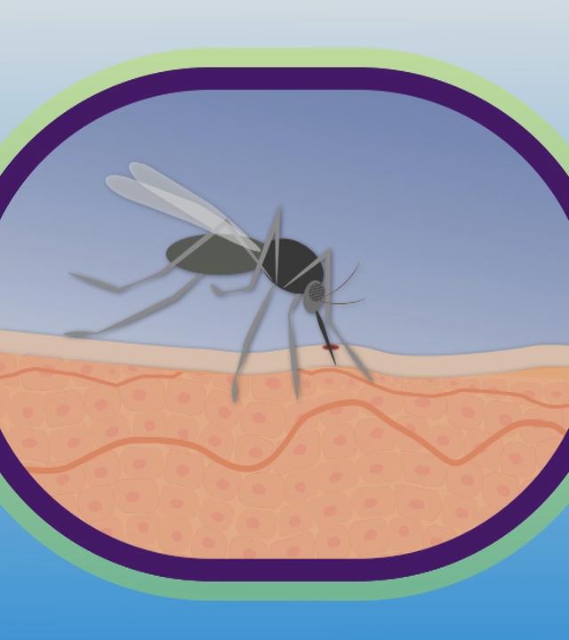 Erklärgrafik Mückenstich