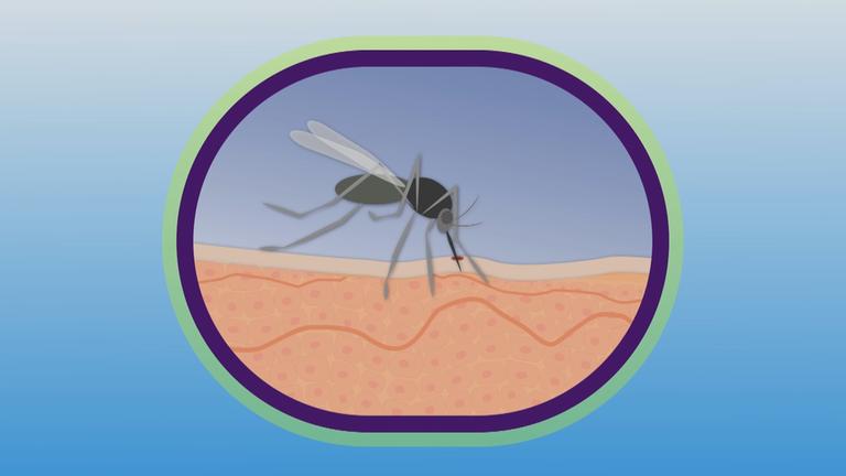 Erklärgrafik Mückenstich