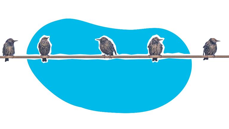 Erklärgrafik Vögel Stromleitung