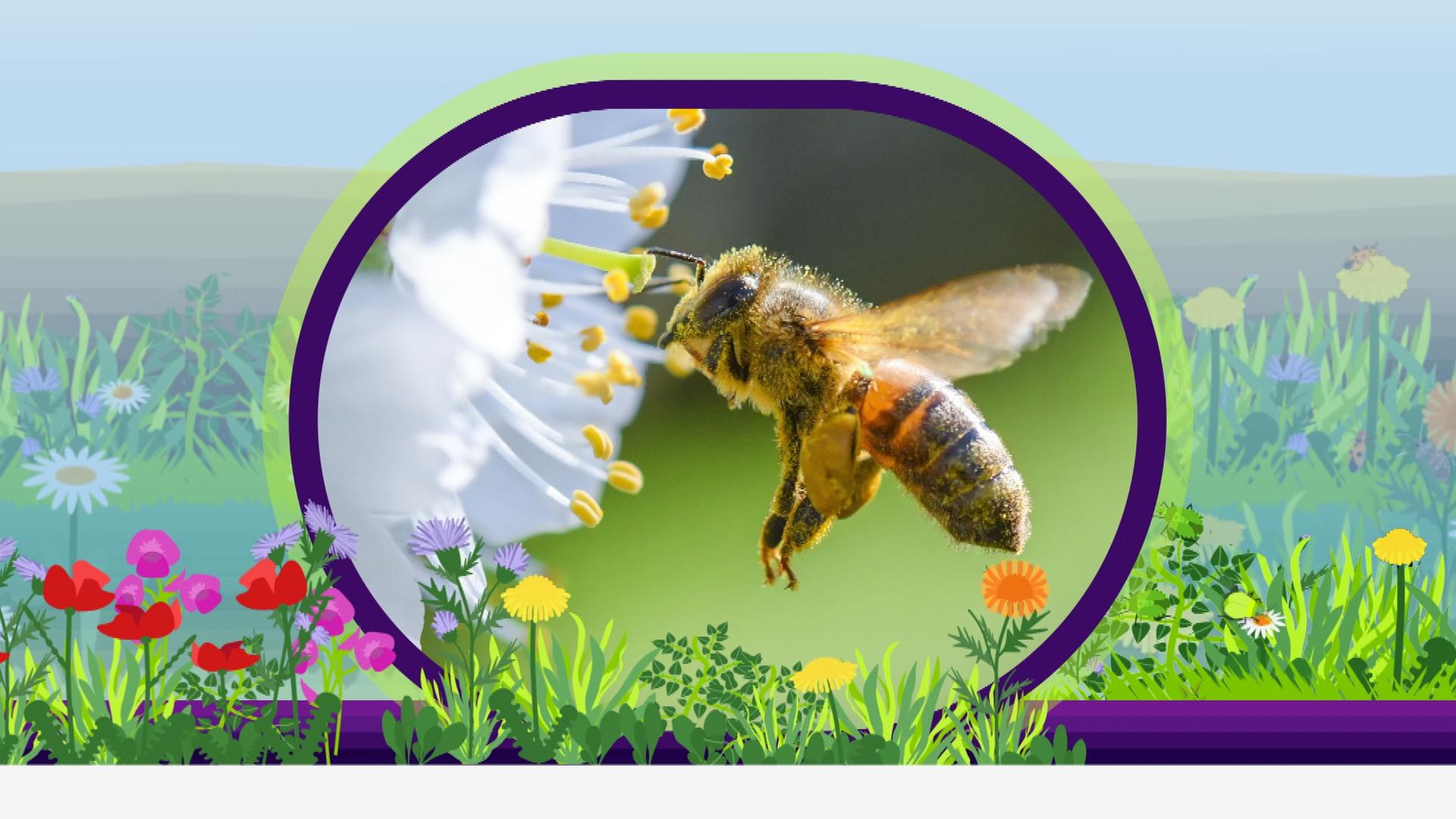 Erklärstück: Bienen