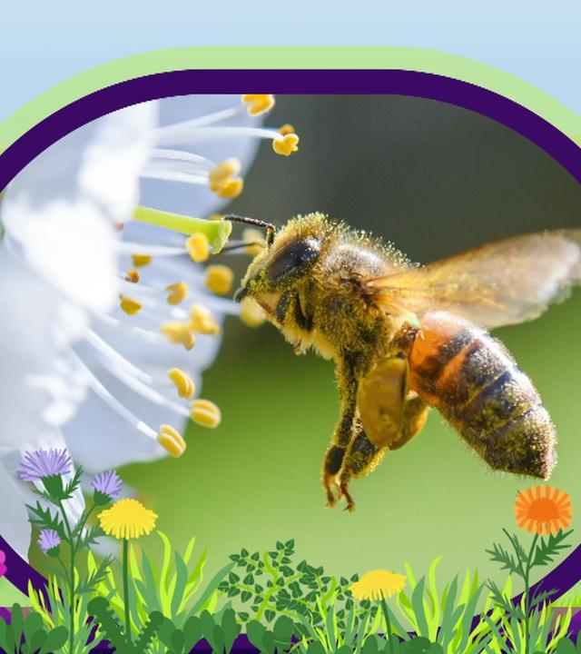 Erklärstück: Bienen