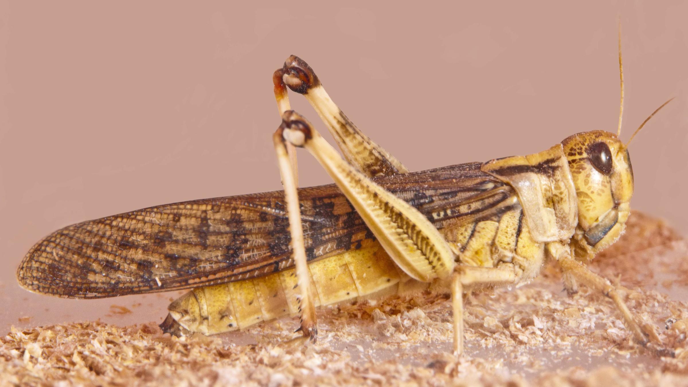 Braune Heuschrecke Nahaufnahme