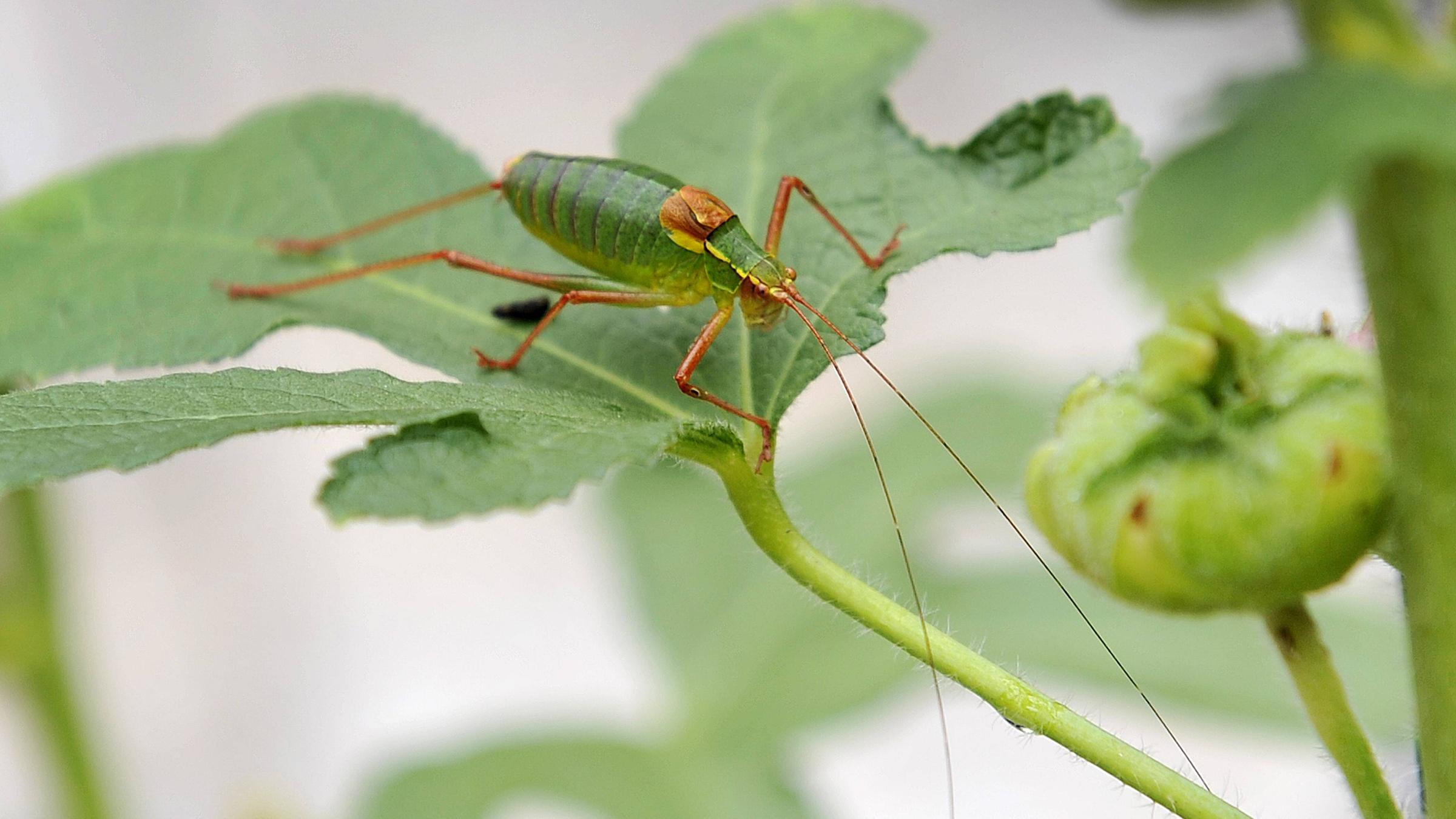 Grüne Grille auf einem Blatt