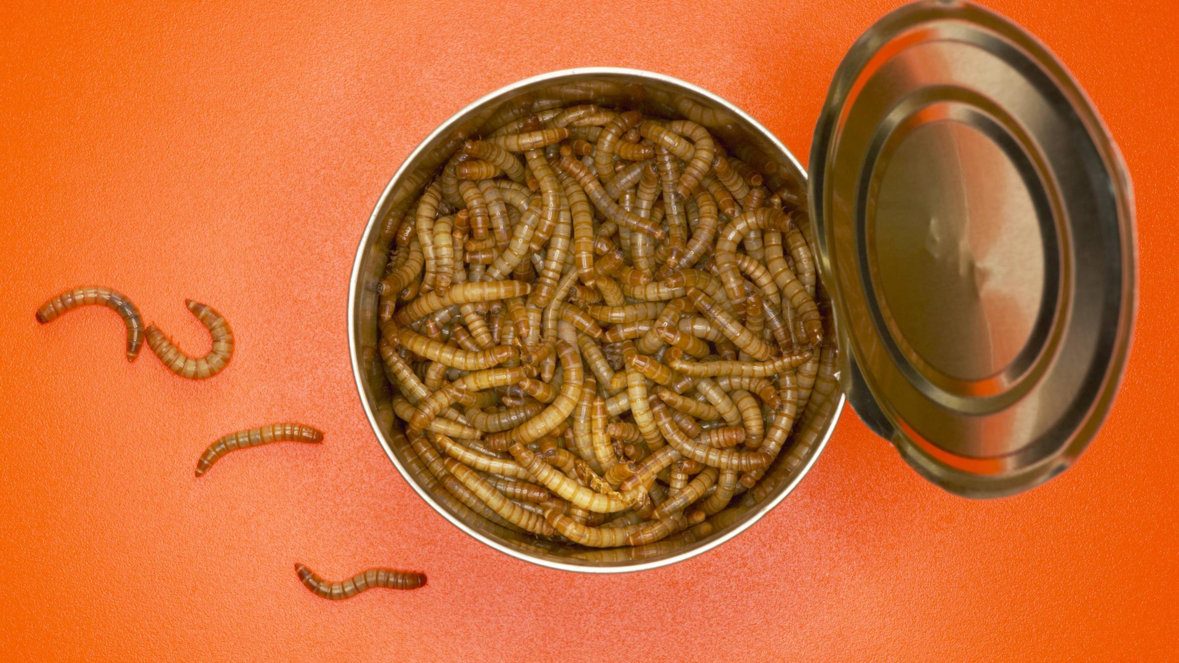Mehlwürmer in einer Dose