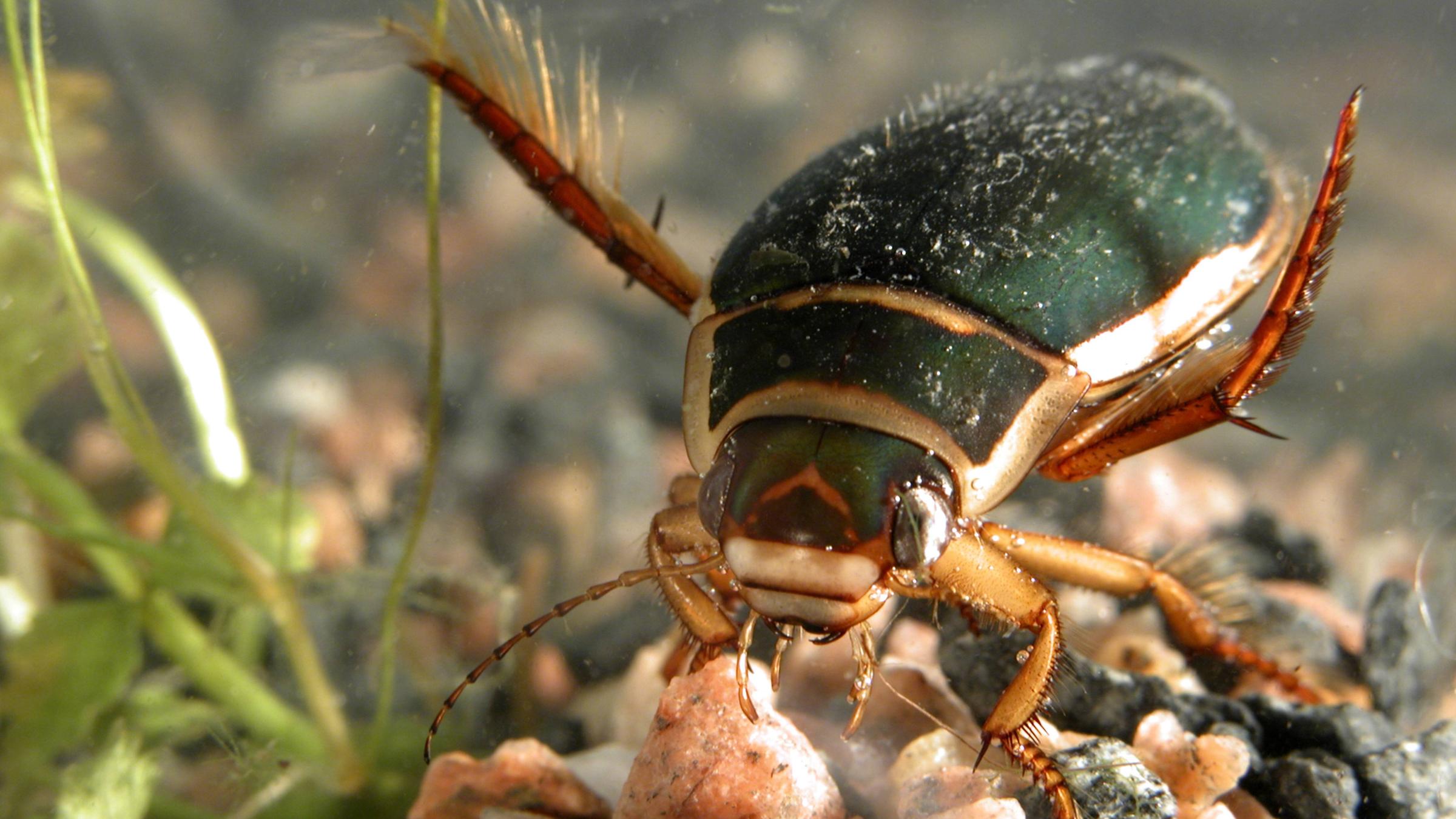 Wasserkäfer auf dem Grund