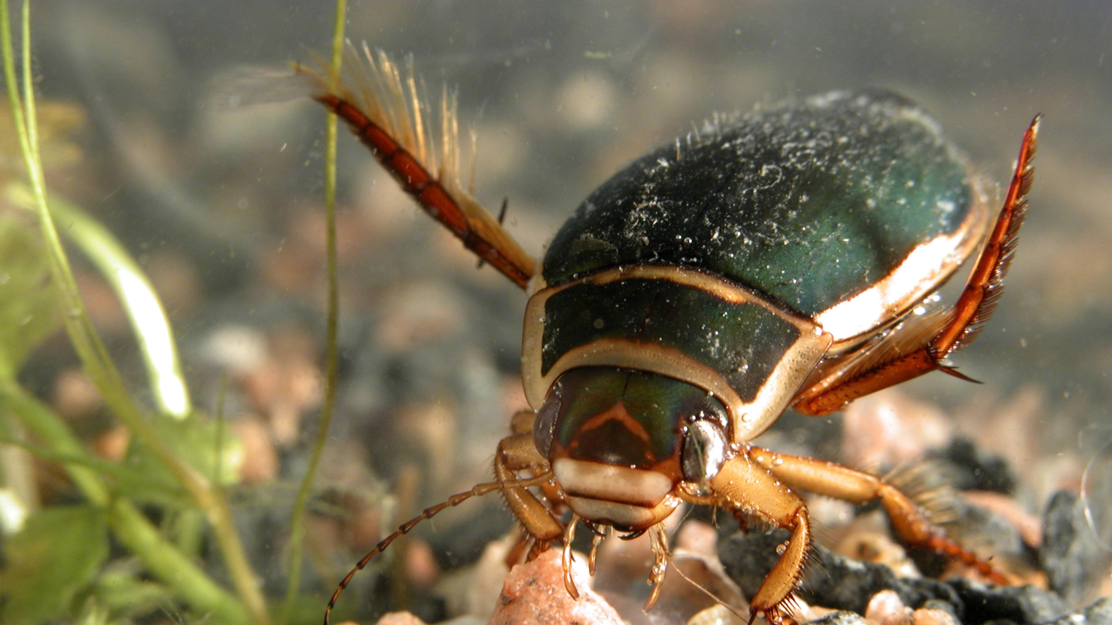 Wasserkäfer auf dem Grund
