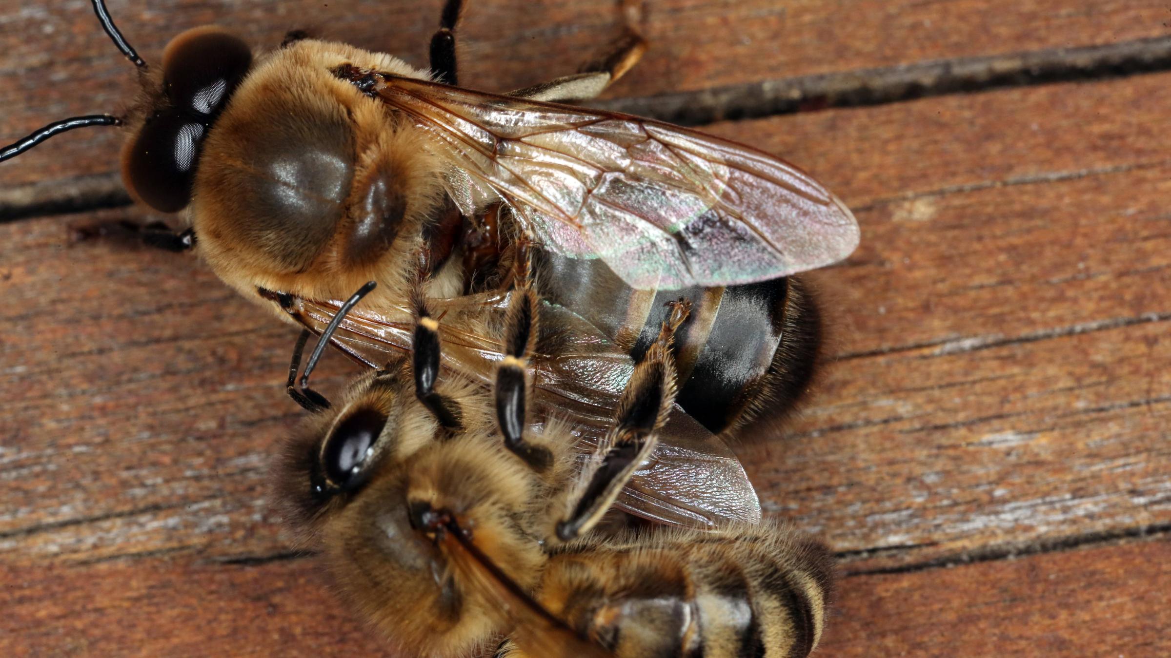 Bienendrohne und Biene auf Holz