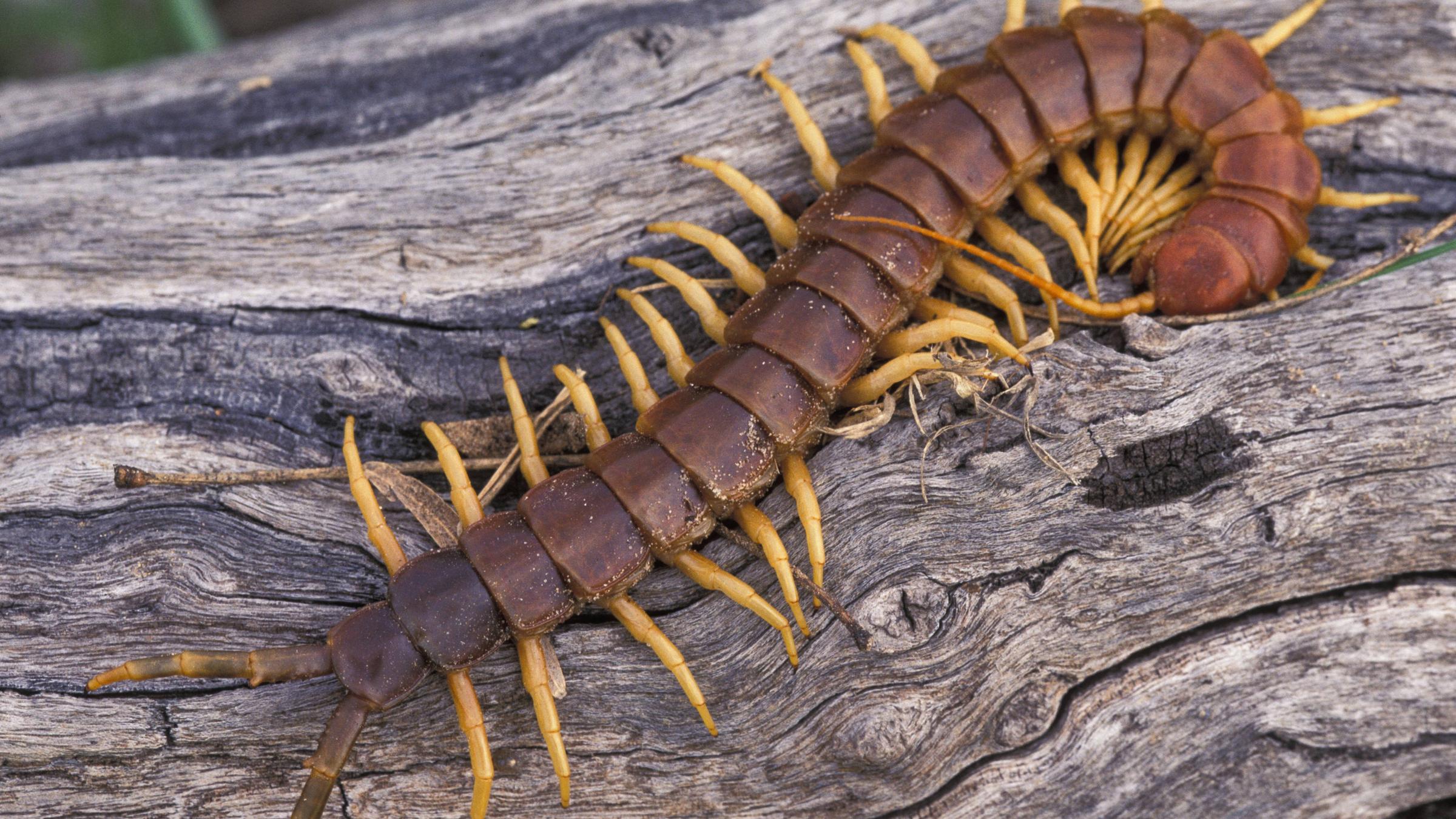 Hundertfüßer auf einem Baumstamm