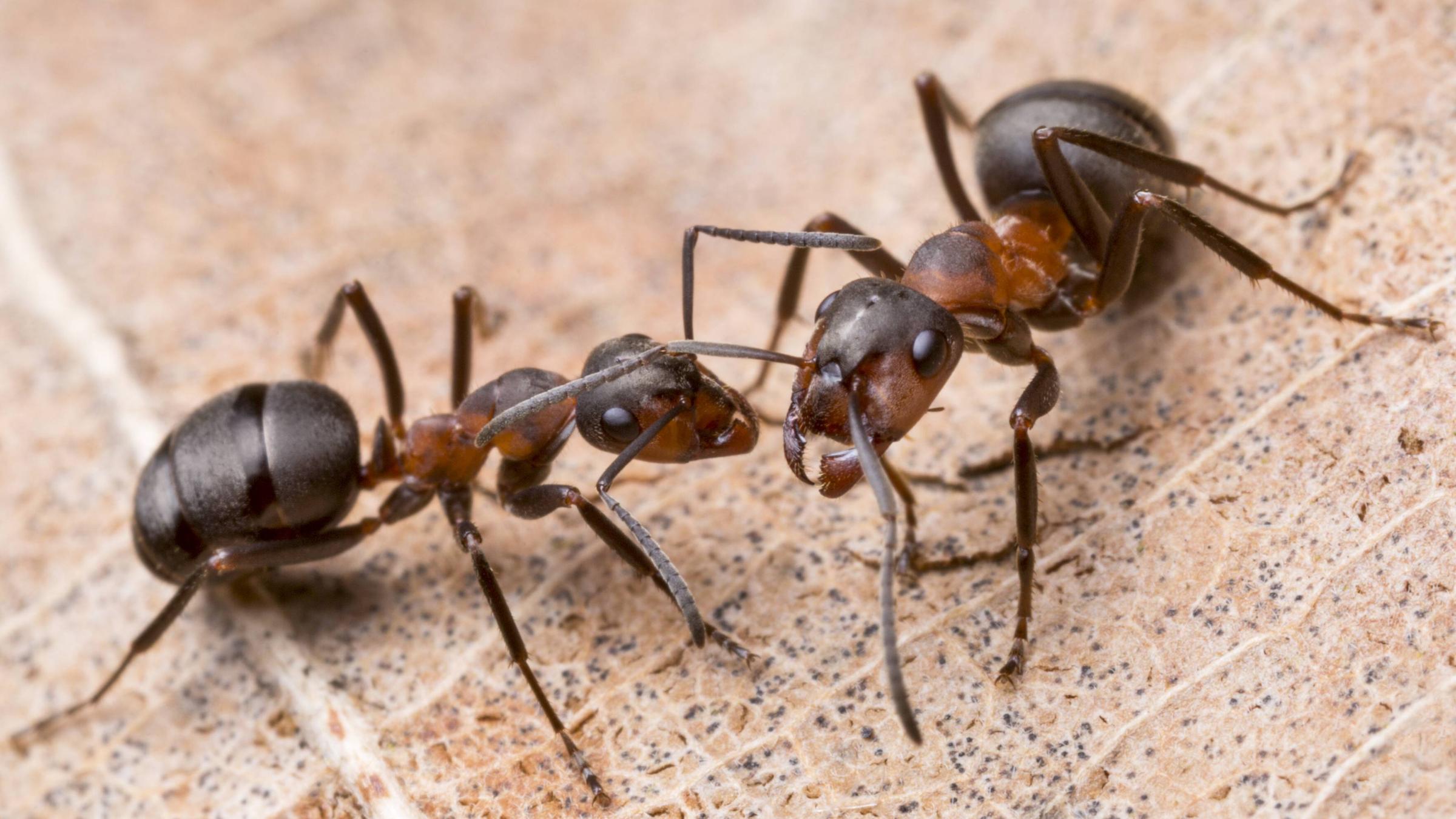 Zwei Ameisen auf einem Blatt