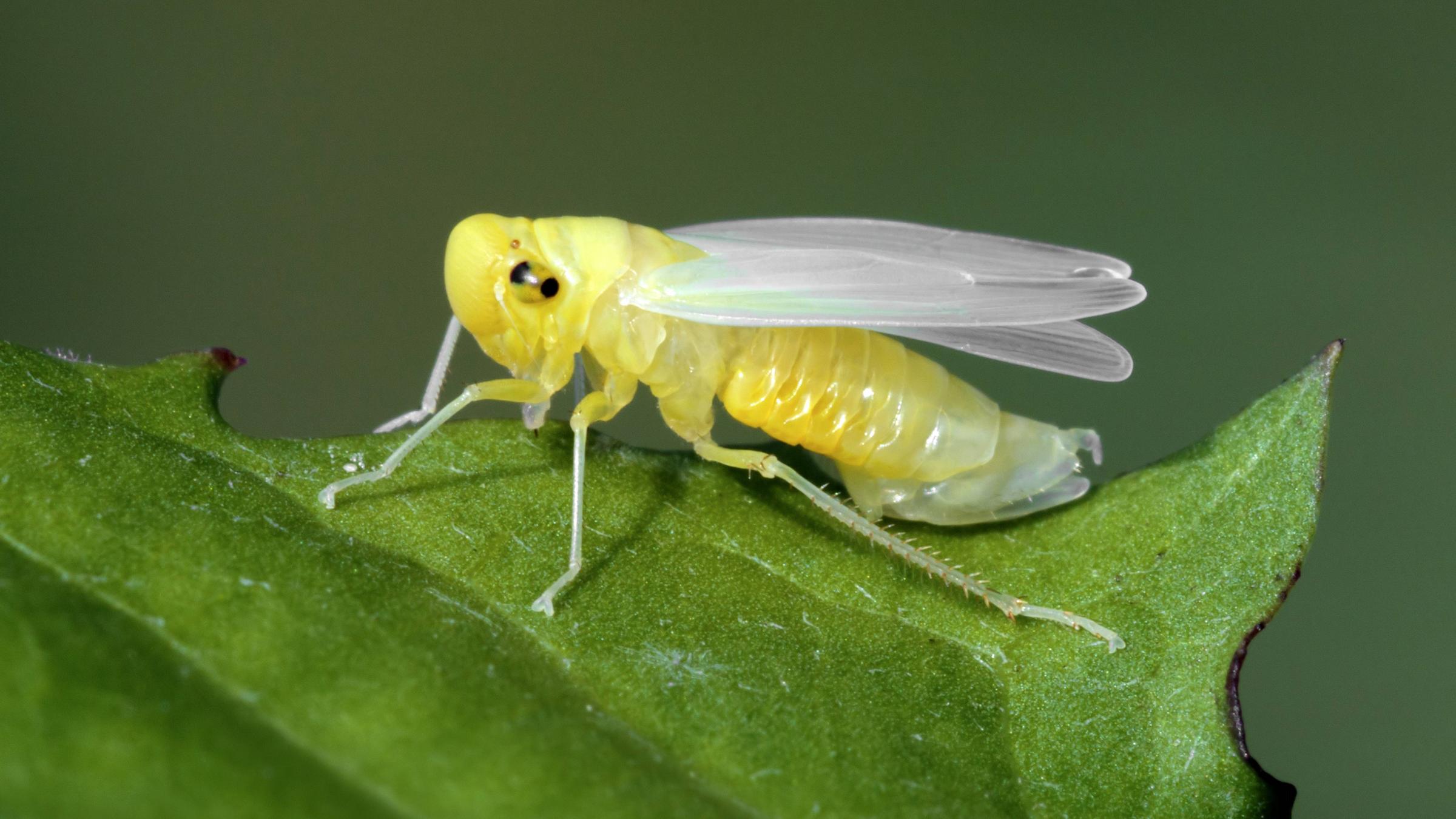 Gelbe Zikade auf grünem Blatt