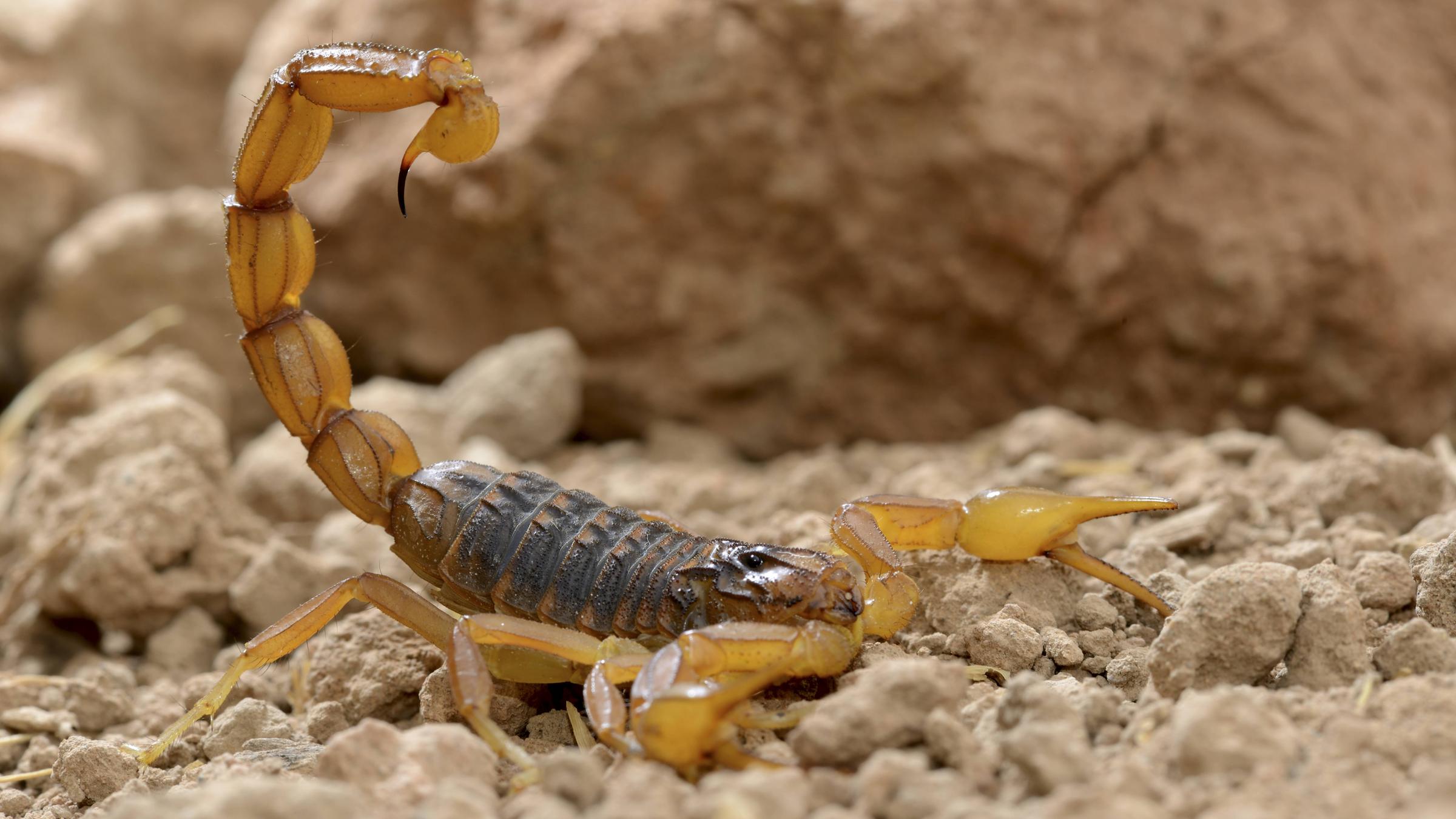 Sandfarbener Skorpion im Geröll