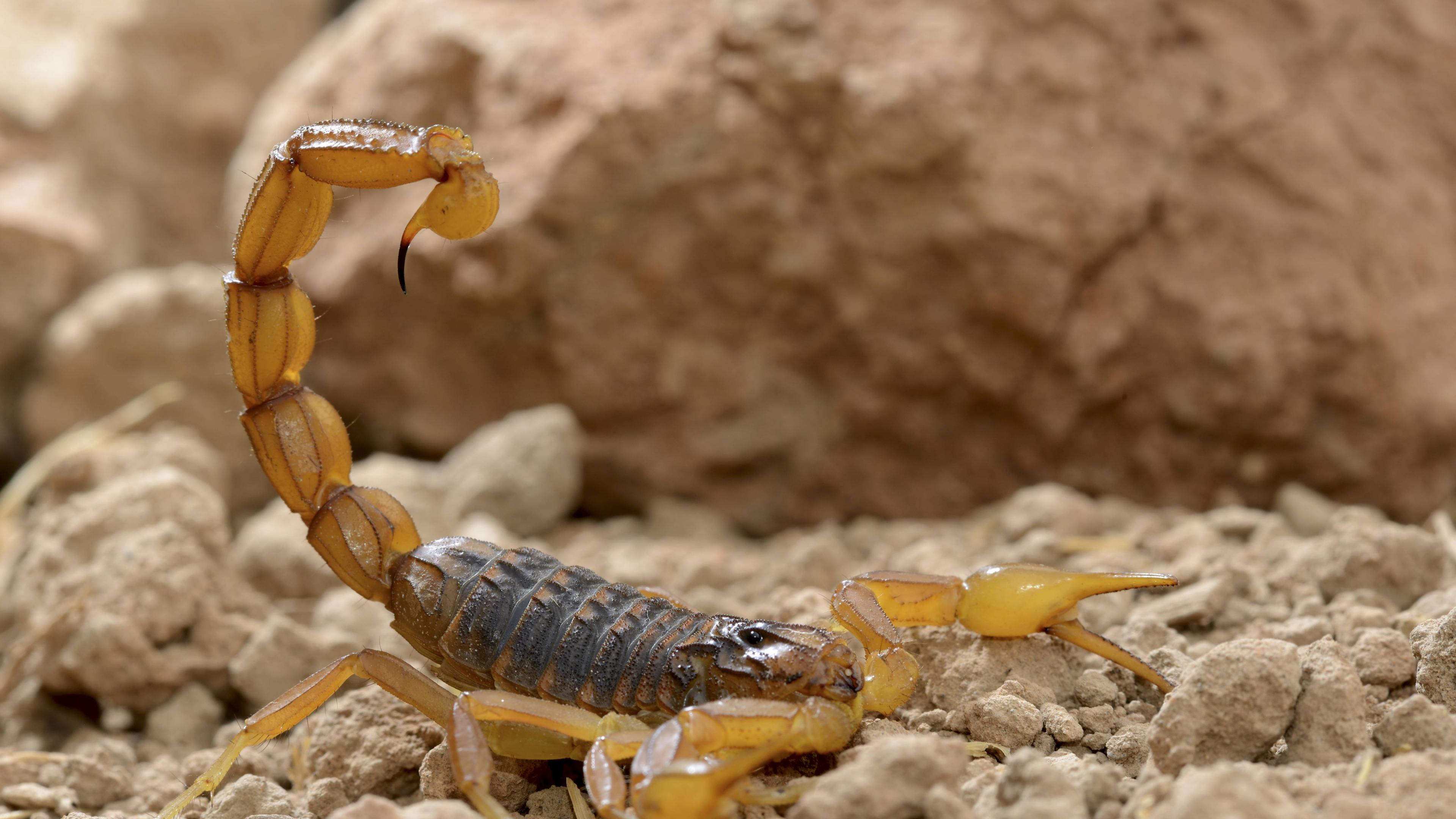 Sandfarbener Skorpion im Geröll