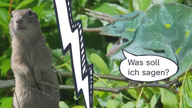 Erzähle-einen-Witz-Tag Wettertier-2