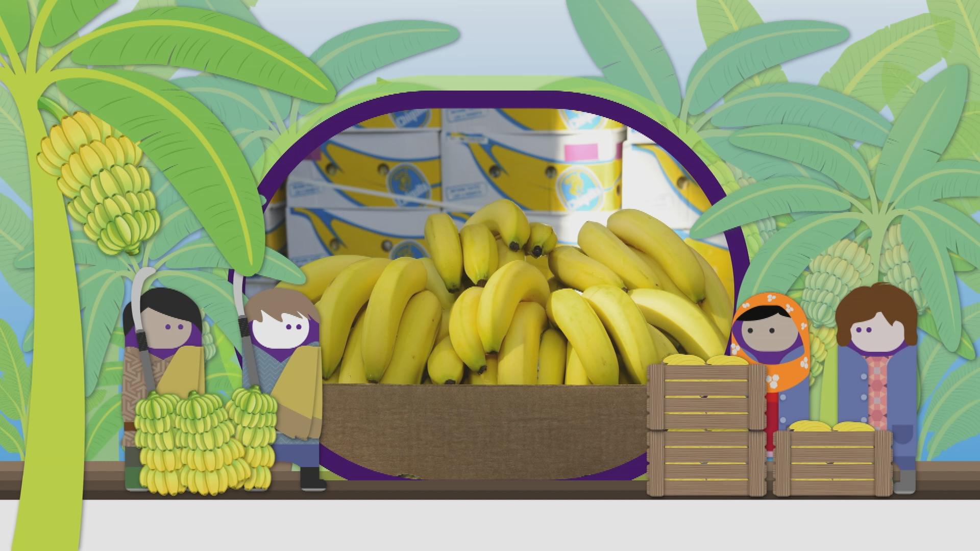 erklärstück bananenpilz