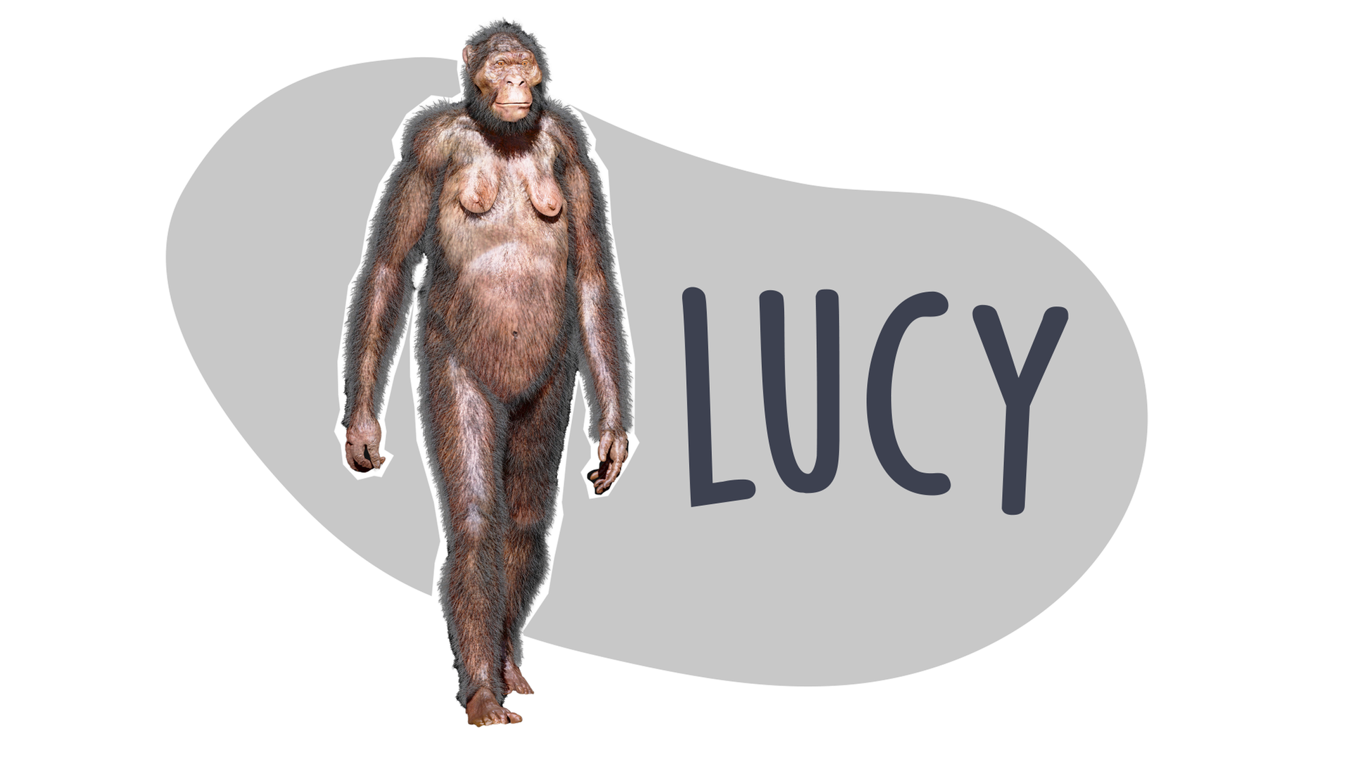 Grafik Frühmensch Lucy