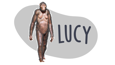 Grafik Frühmensch Lucy