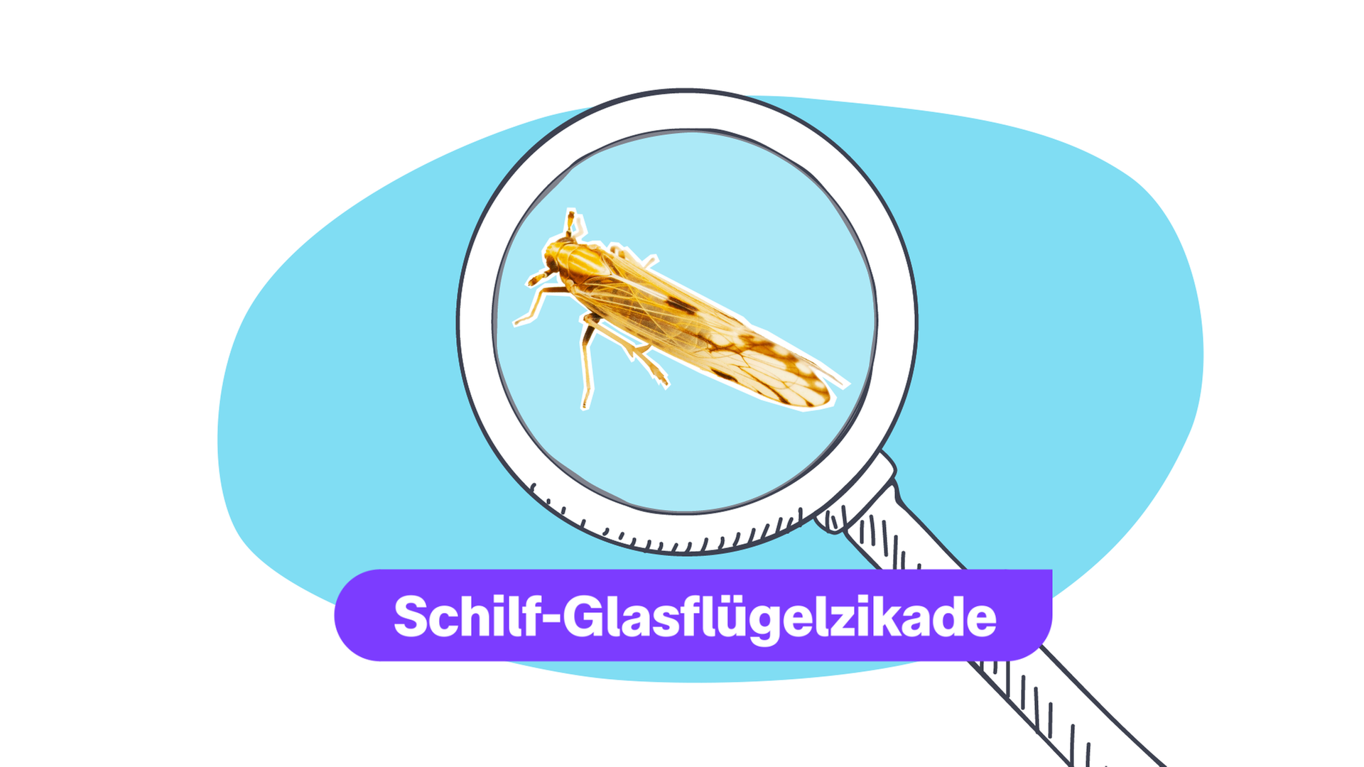 Eine Schilfglasflügelzikade in der Lupe