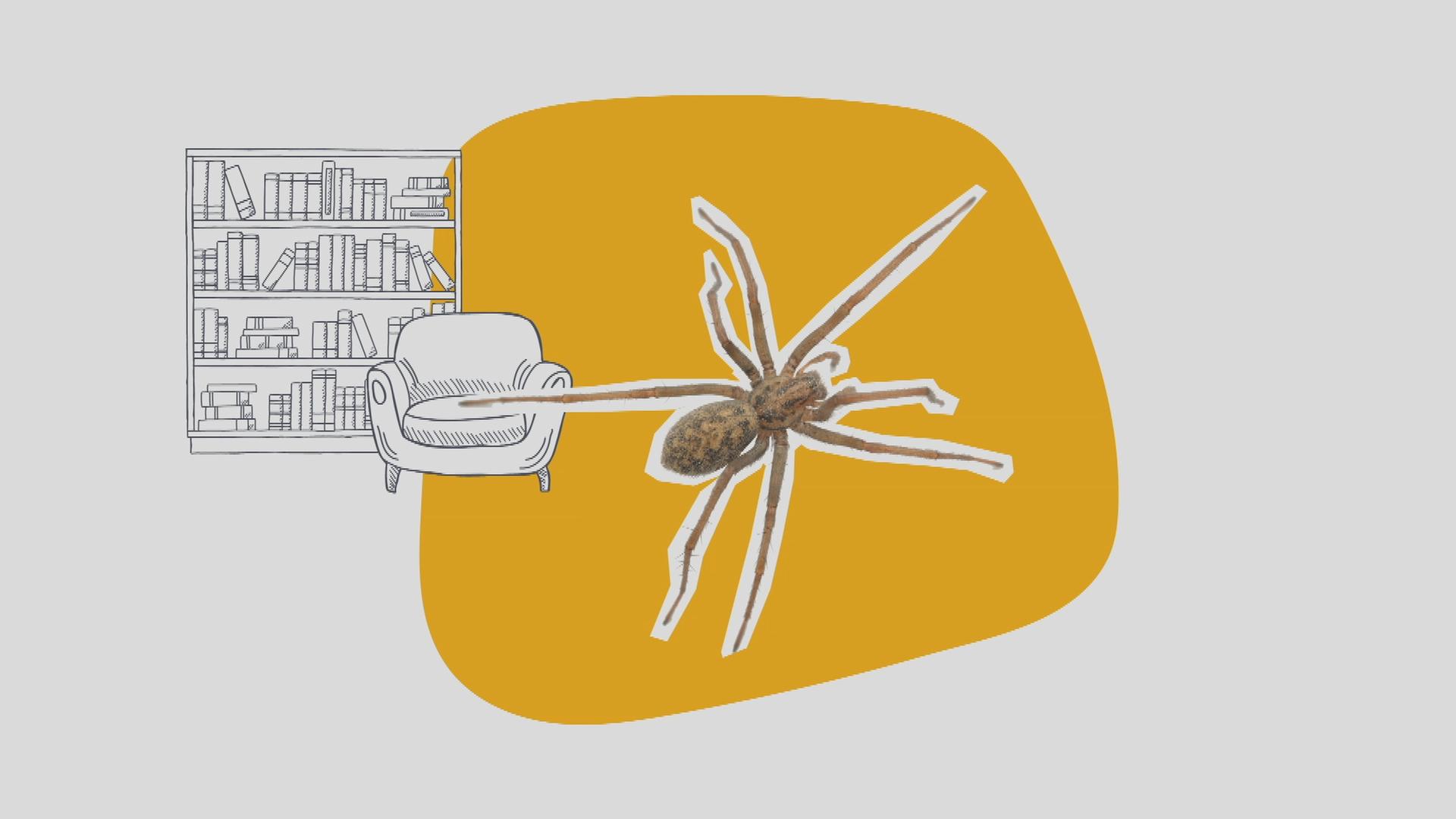 Grafik Spinnen 