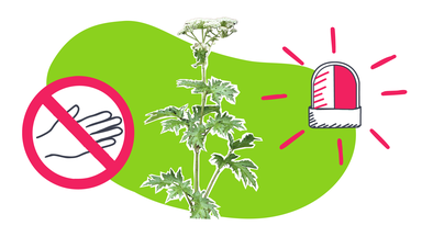 Was ist der Riesen-Bärenklau und warum ist er gefährlich?