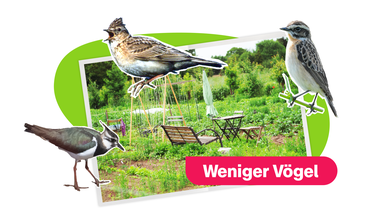Grafik weniger Vögel