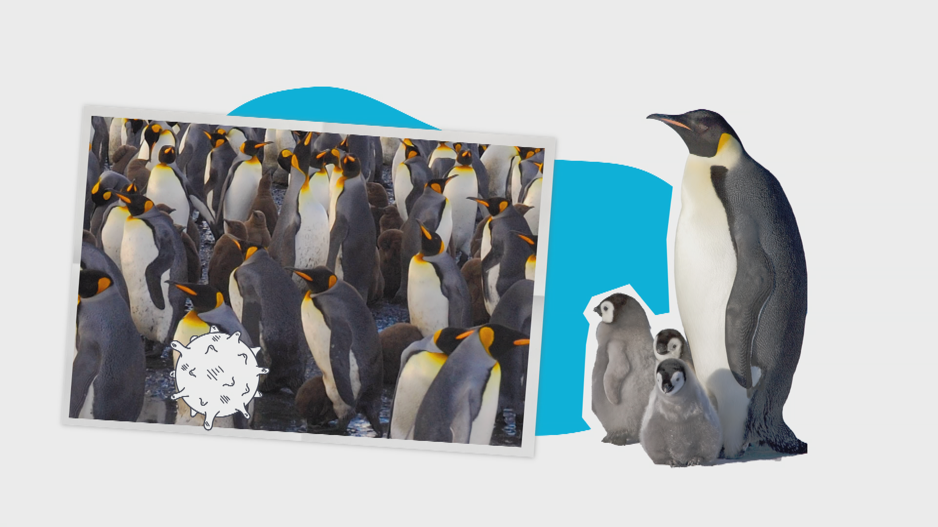 Grafik Vogelgrippe Antarktis 