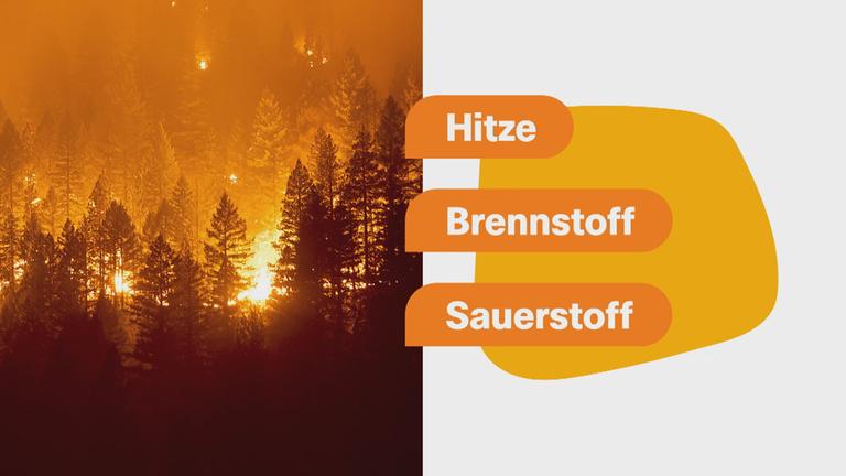 Wie Waldbrände sich verbreiten
