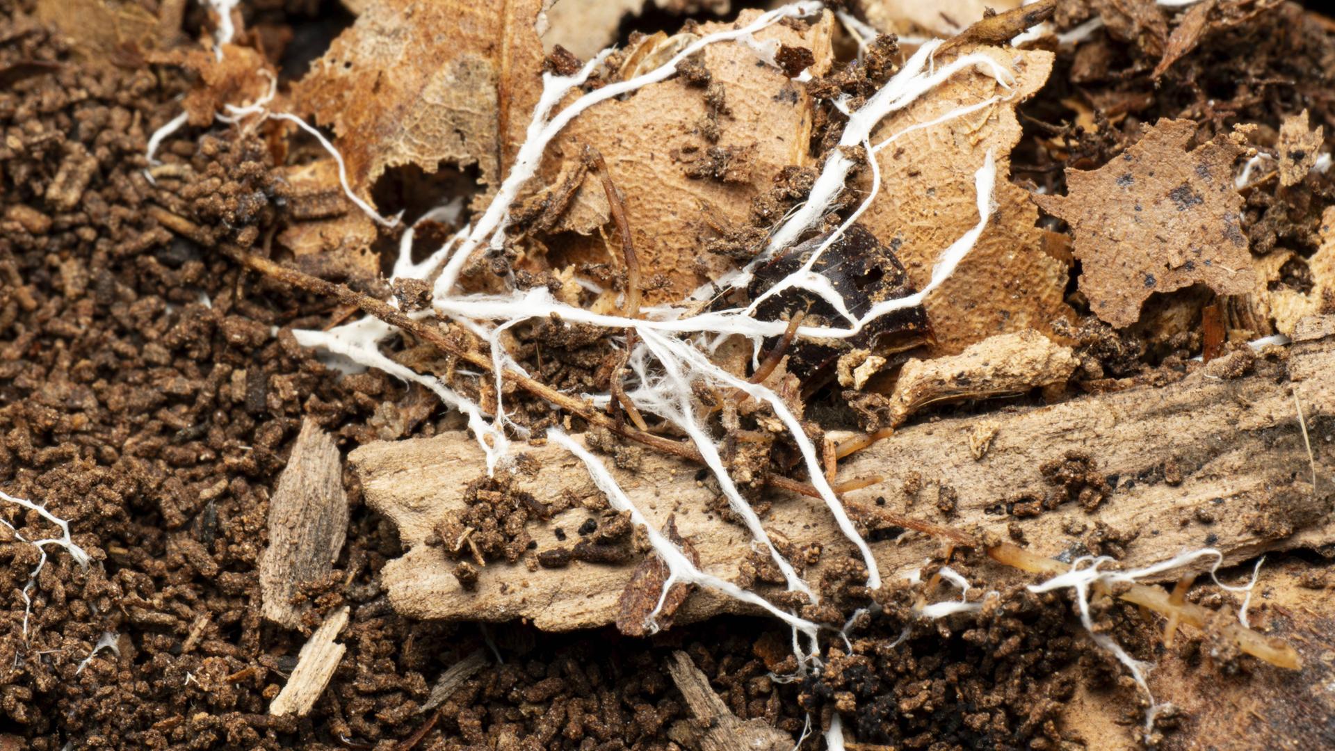 Die Wurzeln eines Pilzes