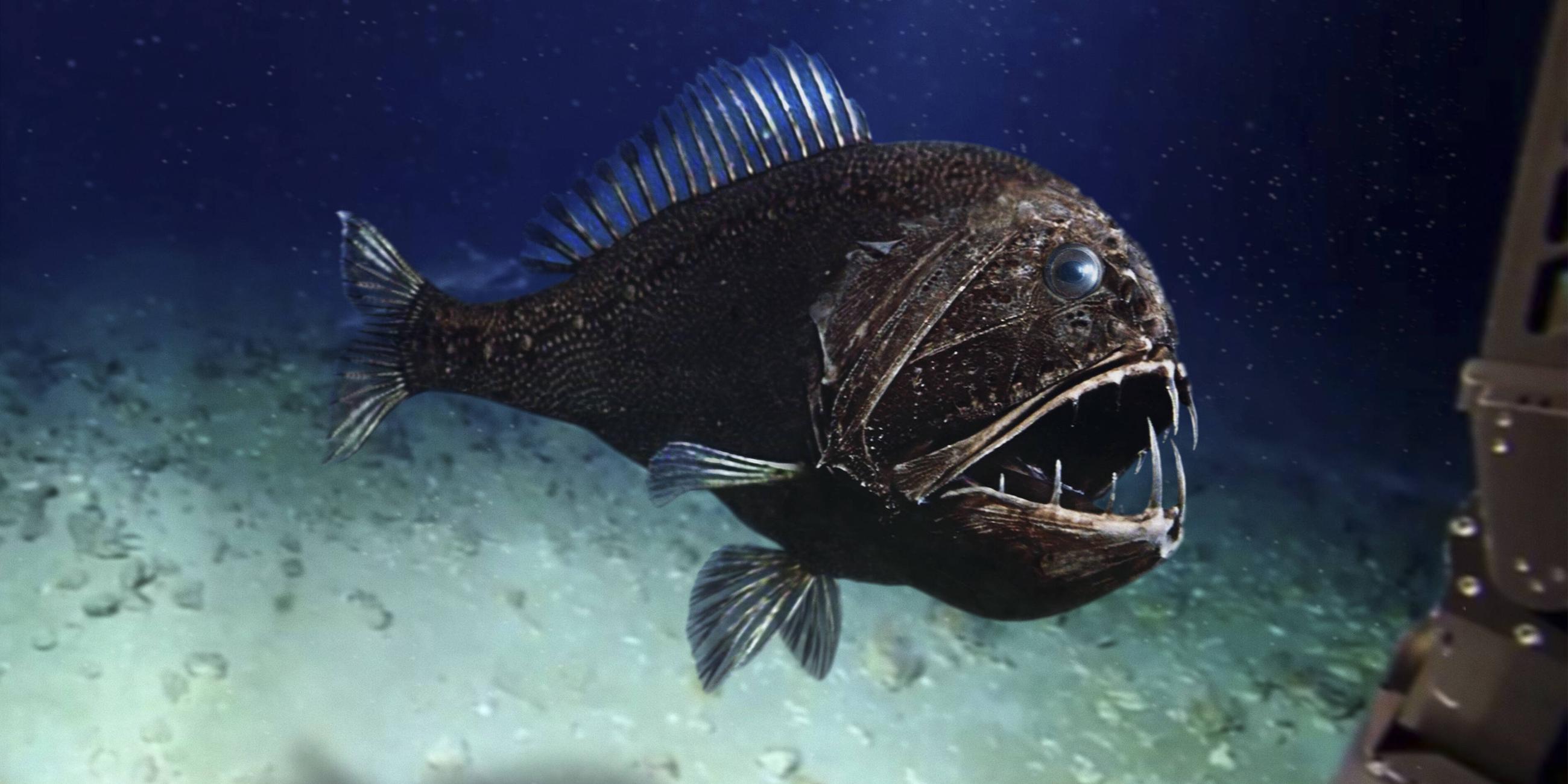 Ein Fangzahnfisch