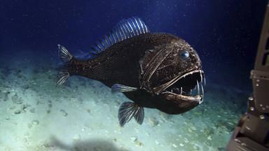 Ein Fangzahnfisch