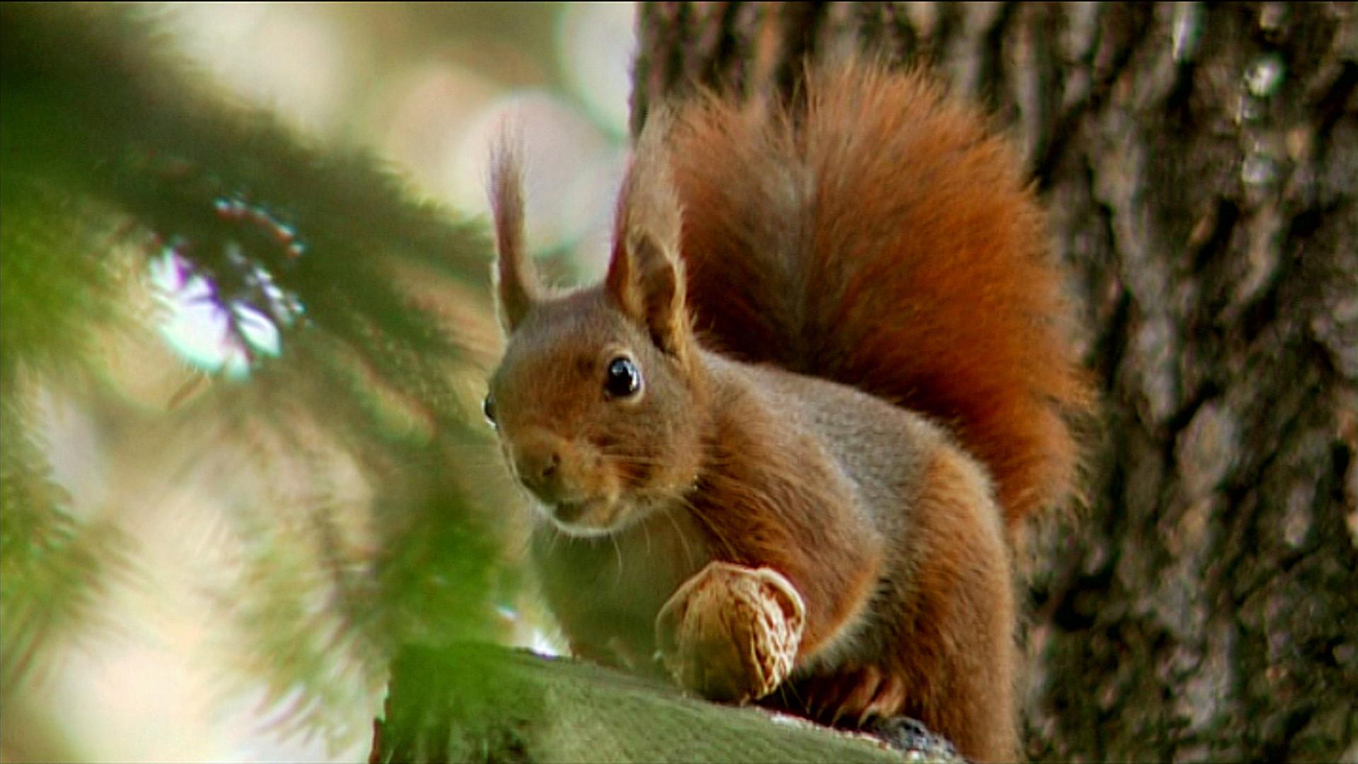 Eichhörnchen mit Nuss