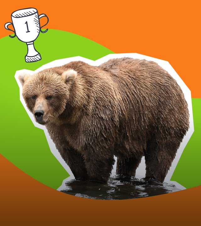 Grafik: Bär als Cutout, daneben Pokal - auf grün-orangenem Hintergrund