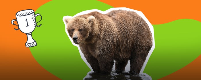 Grafik: Bär als Cutout, daneben Pokal - auf grün-orangenem Hintergrund