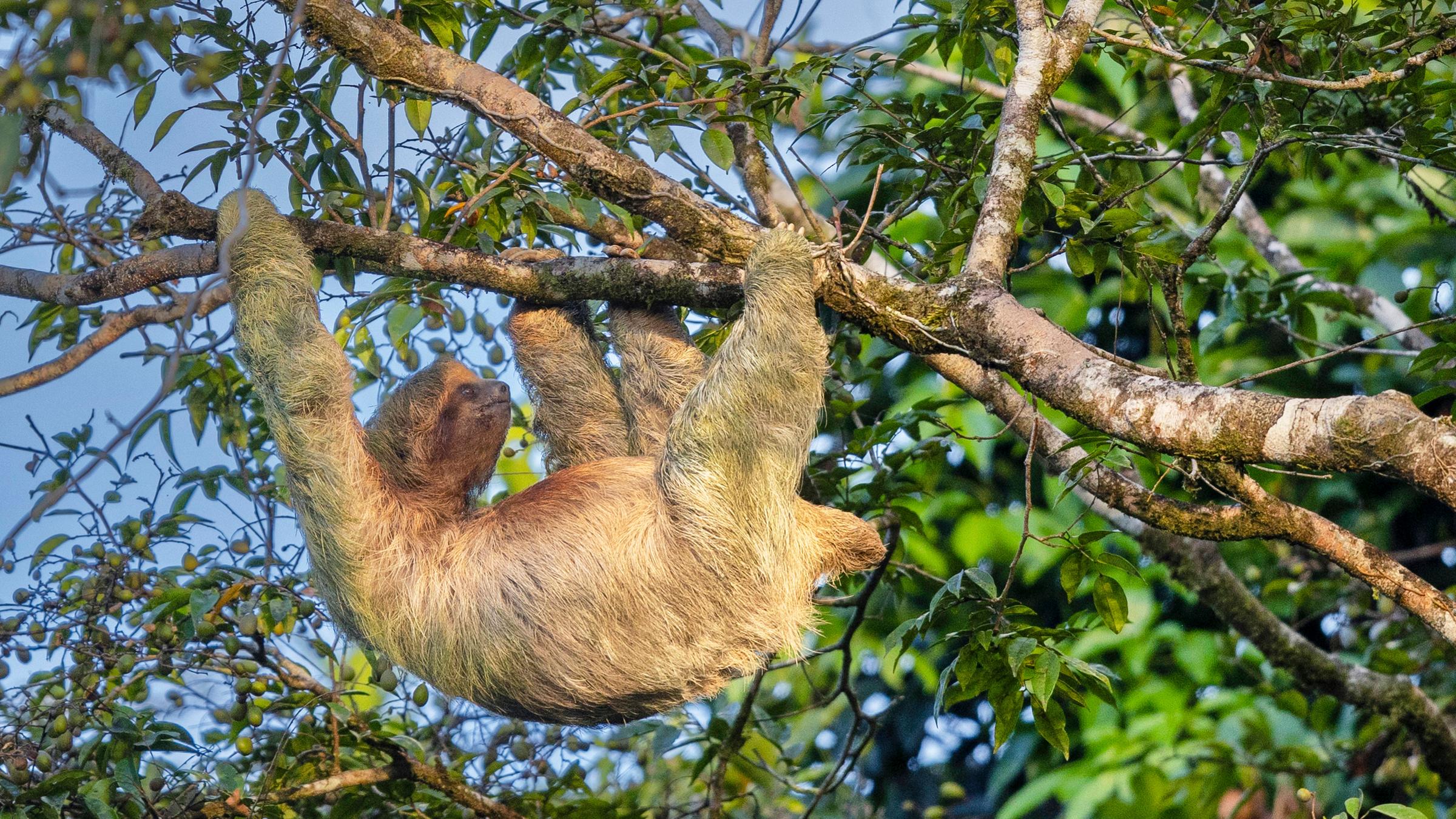Junge und Mädchen auf Hängematte